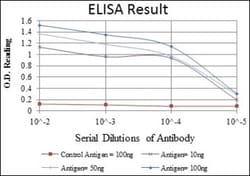 HSP60 Antibody (3G8), Novus Biologicals:Antibodies:Primary Antibodies