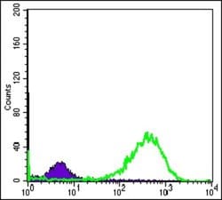 HSP60 Antibody (3G8), Novus Biologicals:Antibodies:Primary Antibodies