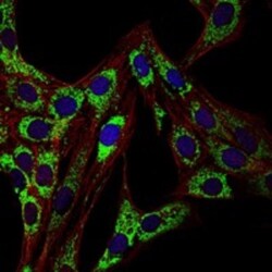 HSP60 Antibody (3G8), Novus Biologicals:Antibodies:Primary Antibodies