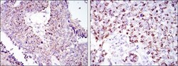 HSP60 Antibody (3G8), Novus Biologicals:Antibodies:Primary Antibodies