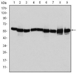 HSP60 Antibody (3G8), Novus Biologicals:Antibodies:Primary Antibodies