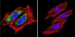 HSP60 Antibody (4B9/89) - Azide and BSA Free, Novus Biologicals 0.025 mg,