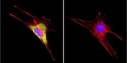 HSP60 Antibody (4B9/89) - Azide and BSA Free, Novus Biologicals 0.025 mg,