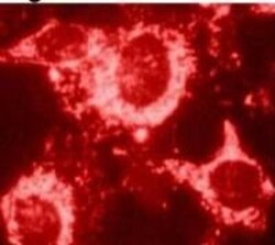 HSP60 Antibody (4B9/89) - Azide and BSA Free, Novus Biologicals 0.025 mg,