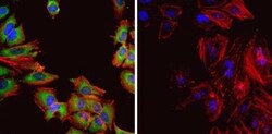 HSP60 Antibody (4B9/89) - Azide and BSA Free, Novus Biologicals 0.025 mg,