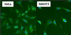 HSP60 Antibody (4B9/89) - Azide and BSA Free, Novus Biologicals 0.025 mg,