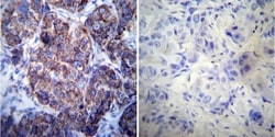 HSP60 Antibody (4B9/89) - Azide and BSA Free, Novus Biologicals 0.025 mg,