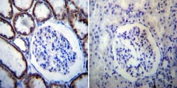 HSP60 Antibody (4B9/89) - Azide and BSA Free, Novus Biologicals 0.025 mg,