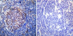 HSP60 Antibody (4B9/89) - Azide and BSA Free, Novus Biologicals 0.025 mg,