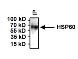 HSP60 Antibody (4B9/89) - Azide and BSA Free, Novus Biologicals 0.025 mg,