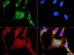 HSP60 Antibody - BSA Free, Novus Biologicals 0.1mL; Unlabeled:Antibodies,