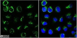 HSP60 Antibody - BSA Free, Novus Biologicals 0.1mL; Unlabeled:Antibodies,
