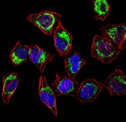 HSP60 Antibody - BSA Free, Novus Biologicals 0.1mL; Unlabeled:Antibodies,