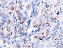 HSP60 Antibody - BSA Free, Novus Biologicals 0.1mL; Unlabeled:Antibodies,