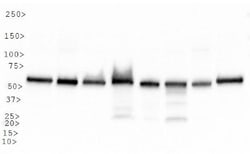 HSP60 Antibody - BSA Free, Novus Biologicals 0.1mL; Unlabeled:Antibodies,
