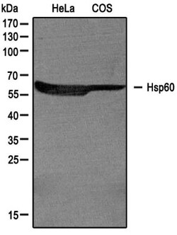HSP60 Antibody - BSA Free, Novus Biologicals 0.1mL; Unlabeled:Antibodies,
