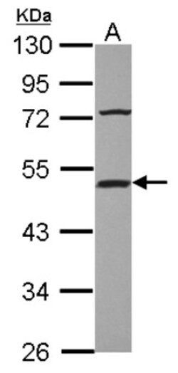 Hsp70 interacting protein HIP Antibody, Novus Biologicals 0.1mL; Unlabeled:Antibodies,