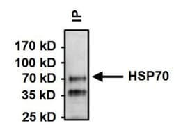 HSPA8/HSC71/Hsc70 Antibody (13D3), Novus Biologicals 25 &mu;L, Unconjugated:Antibodies,