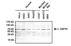 HSPA8/HSC71/Hsc70 Antibody (13D3), Novus Biologicals 25 &mu;L, Unconjugated:Antibodies,