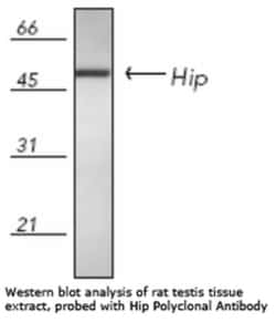 Hsp70 interacting protein HIP Rabbit anti-Human, Mouse, Rat, Bovine, Polyclonal,