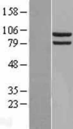 Novus Biologicals&trade;&nbsp;HSP90 alpha Overexpression Lysate