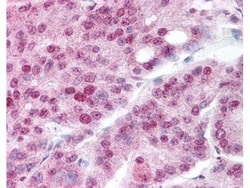 HSP90 alpha, ac Lys294 Antibody, Novus Biologicals 0.1mg; Unlabeled:Antibodies,