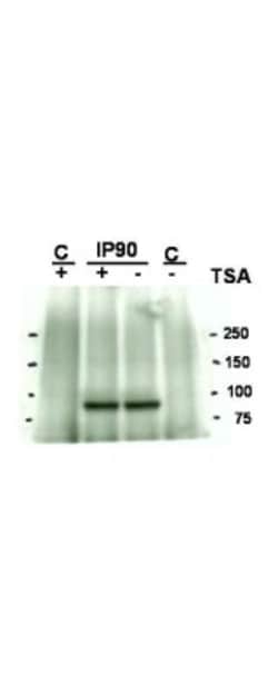HSP90 alpha, ac Lys294 Antibody, Novus Biologicals 0.1mg; Unlabeled:Antibodies,