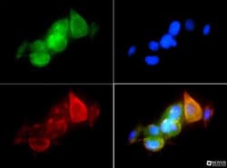 HSP90 alpha Antibody - BSA Free, Novus Biologicals 0.025mL; Unlabeled:Antibodies,