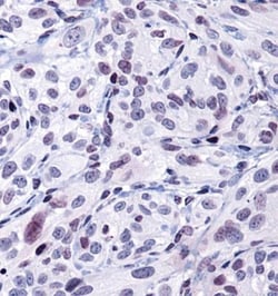 HSP90 alpha Antibody - BSA Free, Novus Biologicals 0.025mL; Unlabeled:Antibodies,