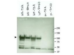 HSP90 Antibody, Novus Biologicals 0.1mg; Unlabeled:Antibodies, Polyclonal