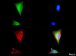 HSP90 beta Antibody - BSA Free, Novus Biologicals 0.1mL; Unlabeled:Antibodies,