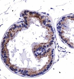 HSP90 beta Antibody - BSA Free, Novus Biologicals 0.1mL; Unlabeled:Antibodies,