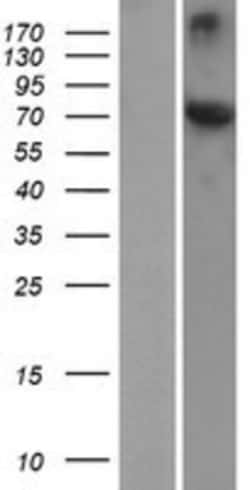 Novus Biologicals™ HSPA12A Overexpression Lysate