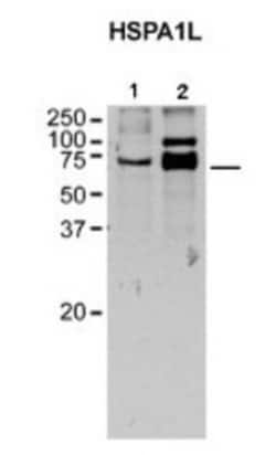 HspA1L Antibody, Novus Biologicals 0.05mg; Unlabeled:Antibodies, Polyclonal