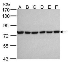 HSPA2 Antibody, Novus Biologicals 0.1mL; Unlabeled:Antibodies, Polyclonal