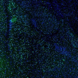 DDX1 Antibody, Novus Biologicals:Antibodies:Primary Antibodies