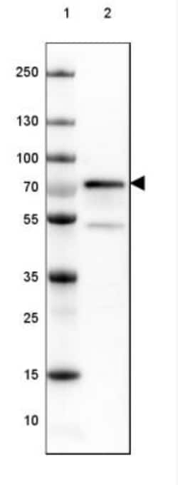 DDX1 Antibody, Novus Biologicals:Antibodies:Primary Antibodies