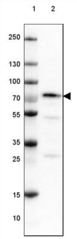 DDX1 Antibody, Novus Biologicals:Antibodies:Primary Antibodies