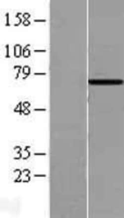 Novus Biologicals&trade;&nbsp;HspA6 Overexpression Lysate