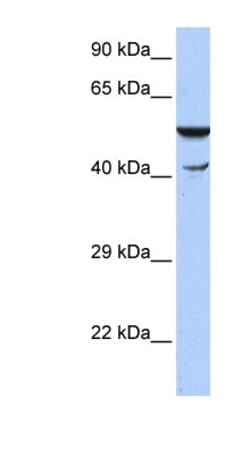HspBAP1 Antibody, Novus Biologicals:Antibodies:Primary Antibodies