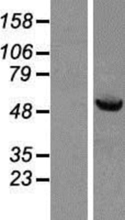 Novus Biologicals™ HspBAP1 Overexpression Lysate