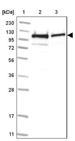 HSPH1/HSP105 Antibody, Novus Biologicals:Antibodies:Primary Antibodies