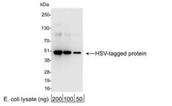 HSV Tag Antibody - BSA Free, Novus Biologicals 0.1mg; Unlabeled:Antibodies,