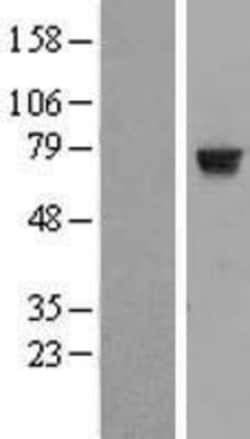 Novus Biologicals&trade;&nbsp;HTF9C Overexpression Lysate