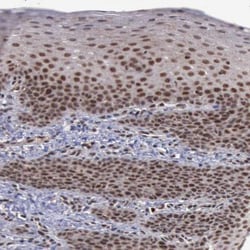 HTF9C Antibody, Novus Biologicals 0.1mL; Unlabeled:Antibodies, Polyclonal