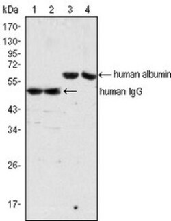 Mouse anti-Human IgG (H+L) Secondary Antibody (4D2D9G8), Novus Biologicals™