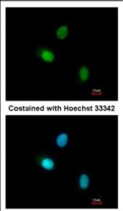 HUNK Antibody, Novus Biologicals 0.1mL; Unlabeled:Antibodies, Polyclonal
