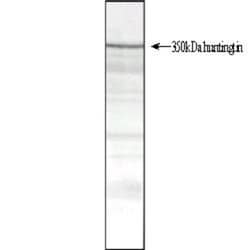 Huntingtin Antibody (HDB4E10) - BSA Free, Novus Biologicals 0.05mg; Unlabeled:Antibodies,