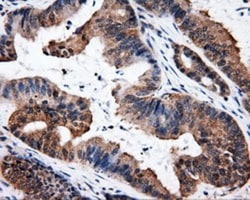 HuR/ELAVL1 Antibody (OTI14F4), Novus Biologicals 0.1mL; Unlabeled:Antibodies,