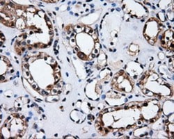 HuR/ELAVL1 Antibody (OTI14F4), Novus Biologicals 0.1mL; Unlabeled:Antibodies,